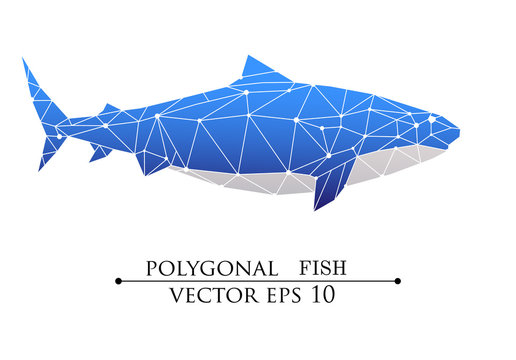 Polygonal Big Fish, Grampus, Shark, Whale Blue With White Belly Vector Illustration. Web Design, Page Sight, Poster, Banner, Print, Advertisement, Phone Case, T-shirt Element