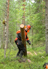 Lumberjack Worker carries, dragging log of special hooks