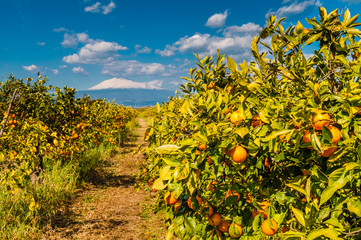 Orangenplantage am Fuße des schneebedeckten Ätna; Sizilien