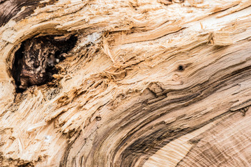Untreated wood structure as background texture