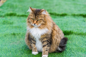 Naklejka na ściany i meble Pregnant colored cat outdoors on grass
