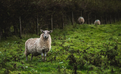 Welsh Sheep. UK - obrazy, fototapety, plakaty
