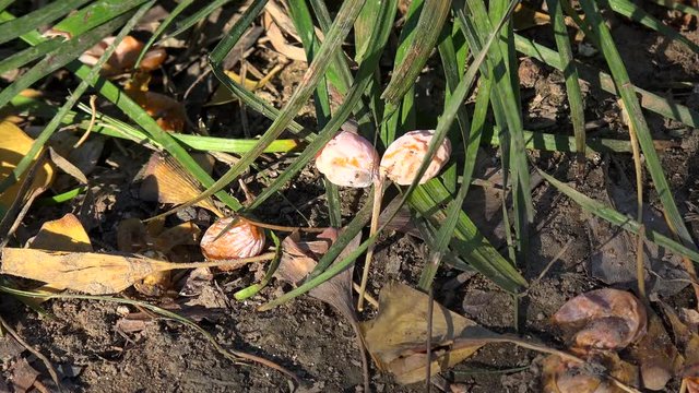 Fallen fruit of Ginkgo biloba in Jingshan Park. Beijing