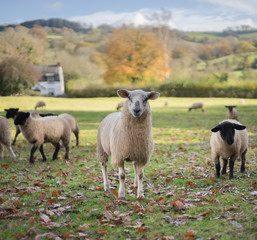 Welsh and Suffolk Sheep. UK - obrazy, fototapety, plakaty