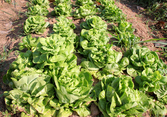 organic farmland with fresh Chinese cabbage
