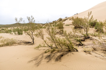 bushes in the sand desert