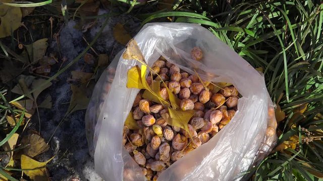 Collecting fallen fruit of Ginkgo biloba in Jingshan Park at winter. Beijing