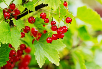  Ripe red currants