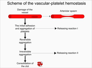 Scheme of the vascular-platelet hemostasis 