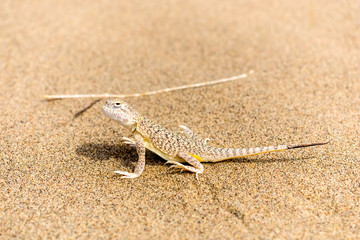 beautiful little gray lizard on the sand close up
