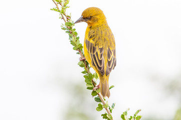 Male Cape weaver
