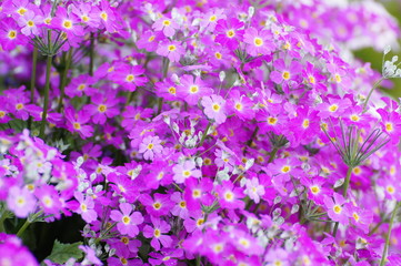 プリムラ・マラコイデス