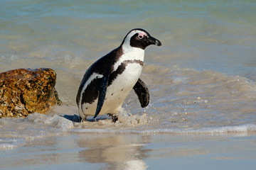 African penguin (Spheniscus demersus) in shallow water, Western Cape, South Africa .