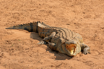 Fototapeta premium A Nile crocodile (Crocodylus niloticus) basking with open jaws, Kruger National Park, South Africa.