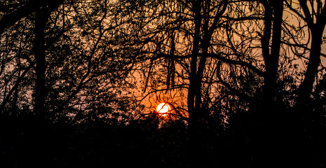 Sunset with tree in foreground