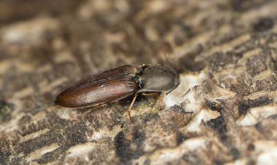 Click beetle, Sericus brunneus on wood