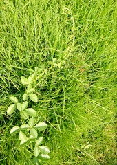 Nature art : Grass with creeping plant
