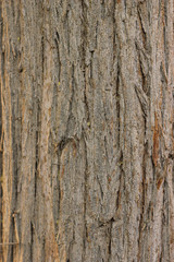 Natural Old Tree Wood Texture and Background
