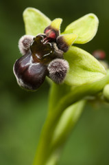 Closeup of bumblebee orchid