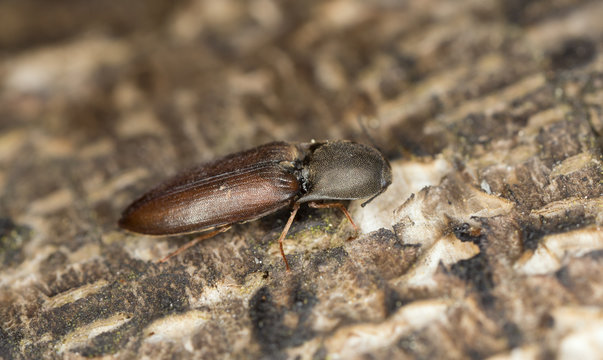Click beetle, Sericus brunneus on wood