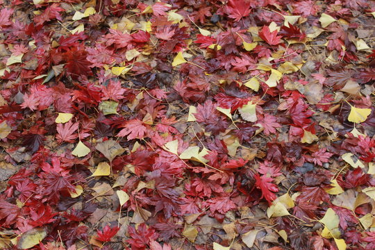 Maple leaf after raining, Korea
