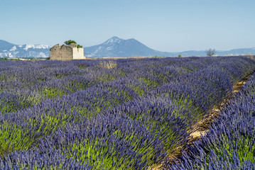 Naklejka na ściany i meble Plateau de Valensole (Provence), lavender
