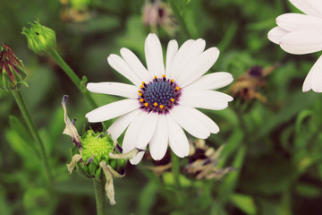 Fototapeta premium Beautiful white flowers against green leafs
