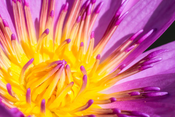 gros plan de fond de fleur de lotus.
