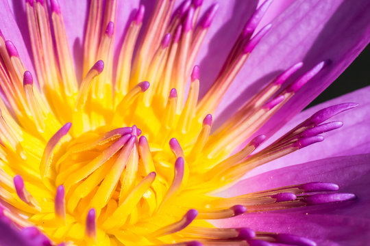 Fototapeta close up of lotus flower background.