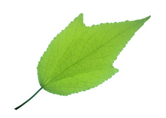 Green leaves on a white background.