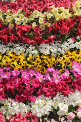 Different colors flower background and texture