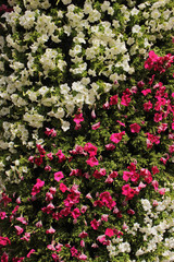 Different colors flower background and texture