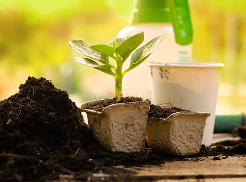 Agriculture,Plant,Seed,Seedling,Plant Growing On Paper Pot