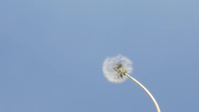 Dandelion seed blowing from flower head in front of blue sky 4K 3840X2160 UltraHD video - Taraxacum blowball plant seed head blowing in 4K 2160p UHD footage 