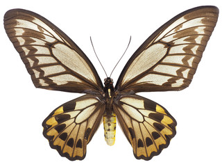 アカメガネトリバネアゲハ♀