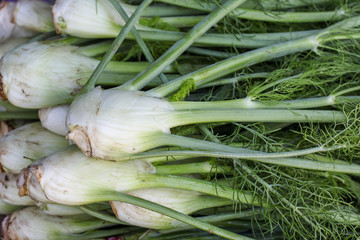 Fennel background from farm market