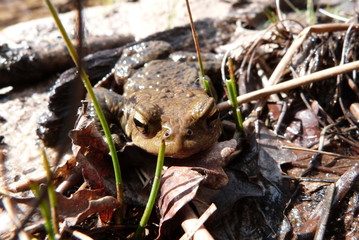 Dodo crapaud © maxxphotography