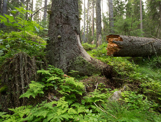 Fallen fir in natural forest