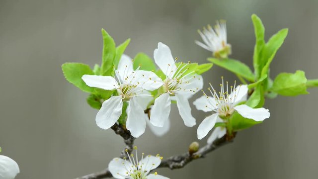 Wildkirschenbl&uuml;te in Deutschland