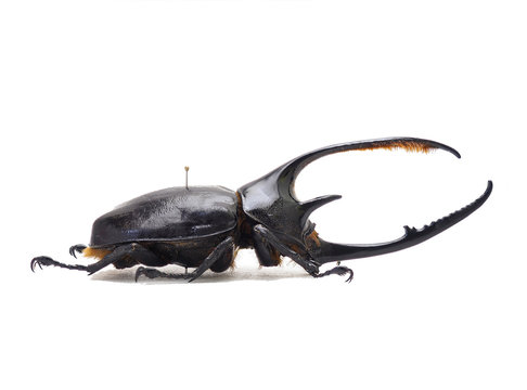 コロンビア産ネプチューンオオカブト  122mm コロンビア産ネプチューンオオカブト♂ Stock Photo | Adobe Stock