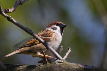 tree sparrow on branch, passer montanus