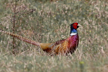 Common Pheasant, Phasianus colchicus