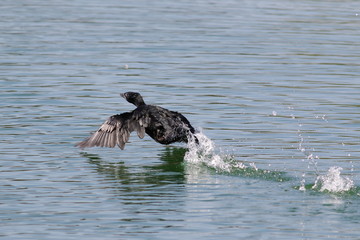 Pygmy Cormorant, Phalacrocorax pygmaeus