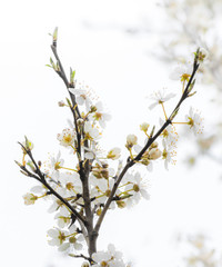Baumblüte