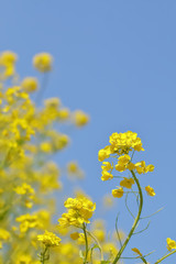 菜の花
