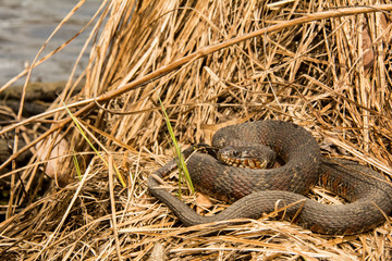 Northern Water Snake 