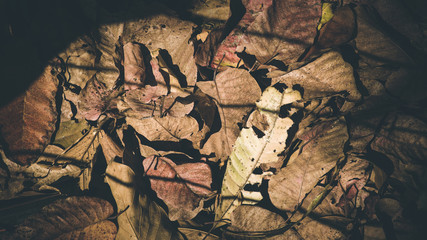 dried leaves