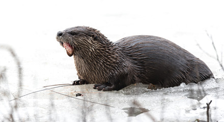 North American river otter (Lontra canadensis) in the wild.  Water mammal with wet fur rests atop a...
