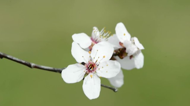 Wildkirschenbl&uuml;te in Deutschland