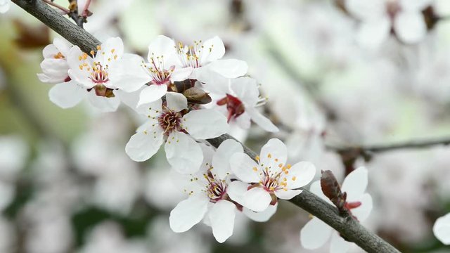 Wildkirschenblüte in Deutschland